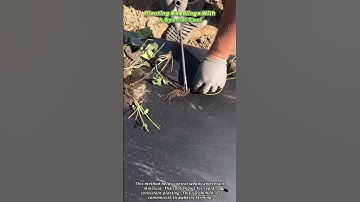 Planting Seedlings With a Special Tool