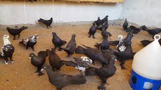 Baki Goyercinleri  Бакинские Голуби Baku Pigeons