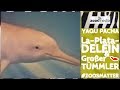 YAQU PACHA: Schutz für LA-PLATA-DELFIN &amp; GROSSER TÜMMLER 🐬 | zoos.media