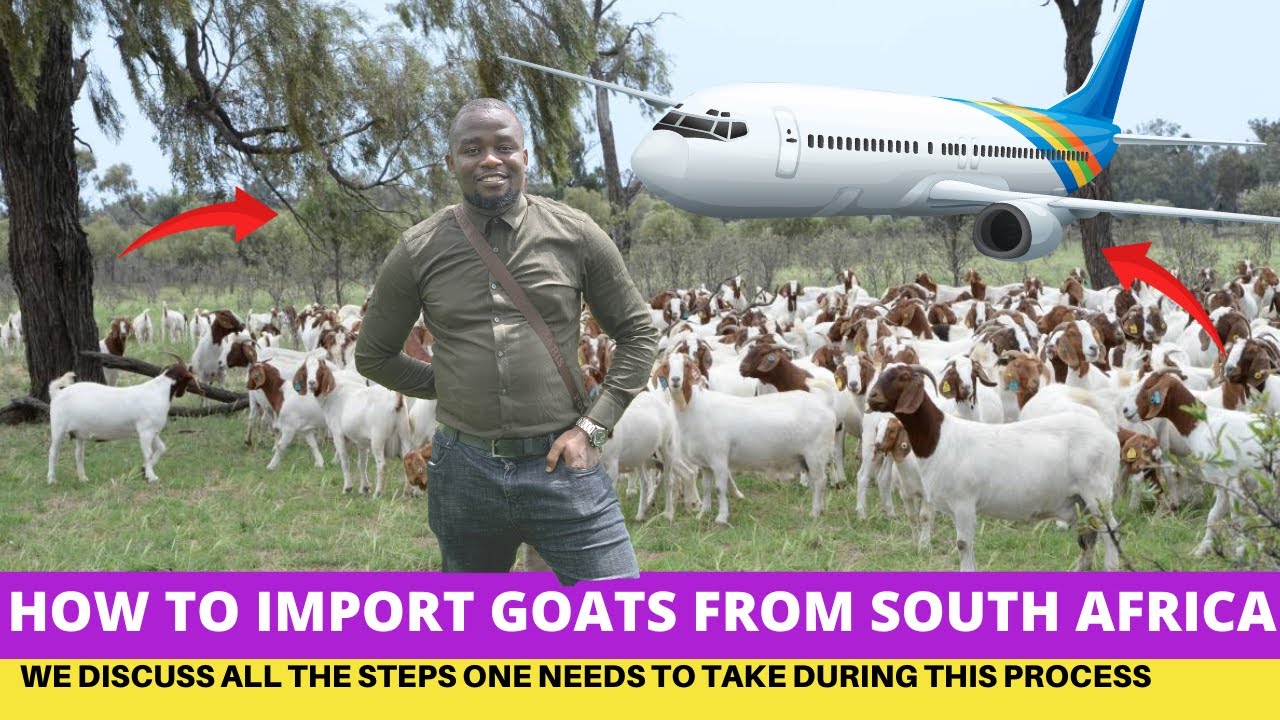 How To CHEAPLY Import GOATS From South Africa YouTube