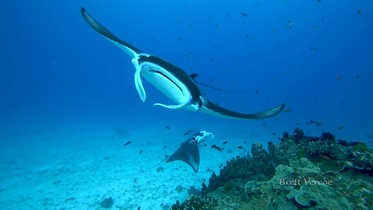 Dances with Mantas in 4K