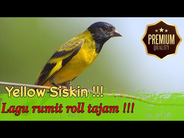 Masteran Roll Tajam Yellow Siskin Gacor (Suara Asli) class=