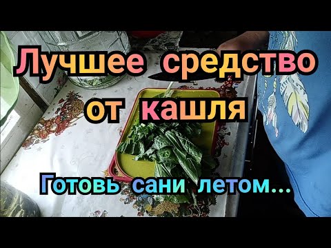 СИРОП ПОДОРОЖНИКА на зиму. Домашний РЕЦЕПТ. Лучшее средство от кашля.