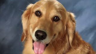 Washington Students Band Together to Bring Back School's Beloved Therapy Dogs