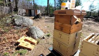 Overwintered Apimaye Inspection 2020