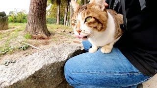 森の中で出会った尻尾の長い猫がひざの上にのってくつろぎ始めた