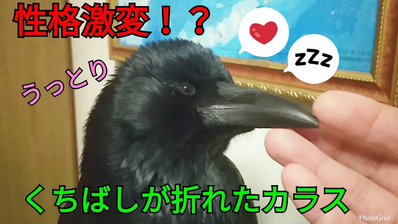 心境の変化 くちばしが折れてカラスの性格に変化が くちばしが丸まれば性格まで丸まる カラス 猫 モモ Youtube