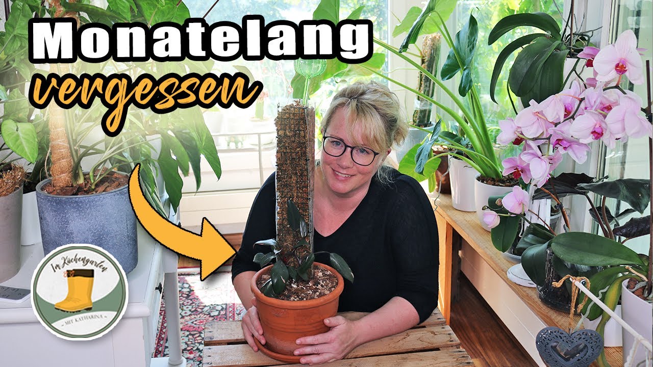 Auch Zimmerpflanzen brauchen Liebe 💚 | Philodendron Pink Princess braucht Moosstab | Luftbefeuchter