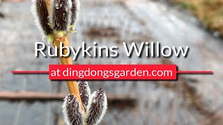 Rubykins Willow (Salix koriyanagi 'Rubykins' )