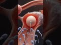 Healthy Girls Ovulation & Pregnancy Timing | Humans body in Conception#positivebirth #babyplanning