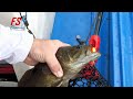 Fun Smallmouth Bass With Rapala Lures