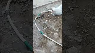 Chihuahua Crashes Cat’s Moment With a Mouse in a Playful Scene