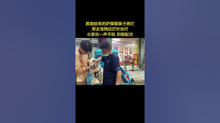 狗肉館死裏逃生的薩摩耶鼻子潰爛，帶去寵物店打針治療，小家夥壹聲不吭，積極配合 - 天天要聞