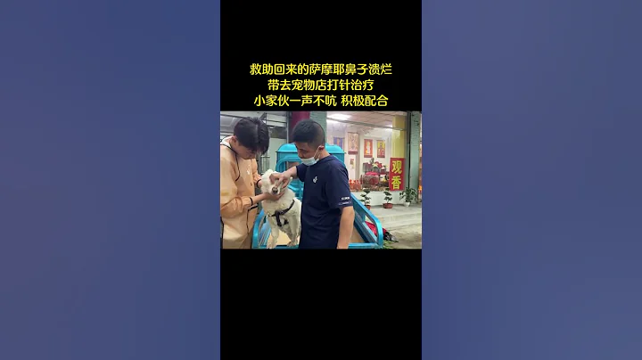 狗肉馆死里逃生的萨摩耶鼻子溃烂，带去宠物店打针治疗，小家伙壹声不吭，积极配合 - 天天要闻