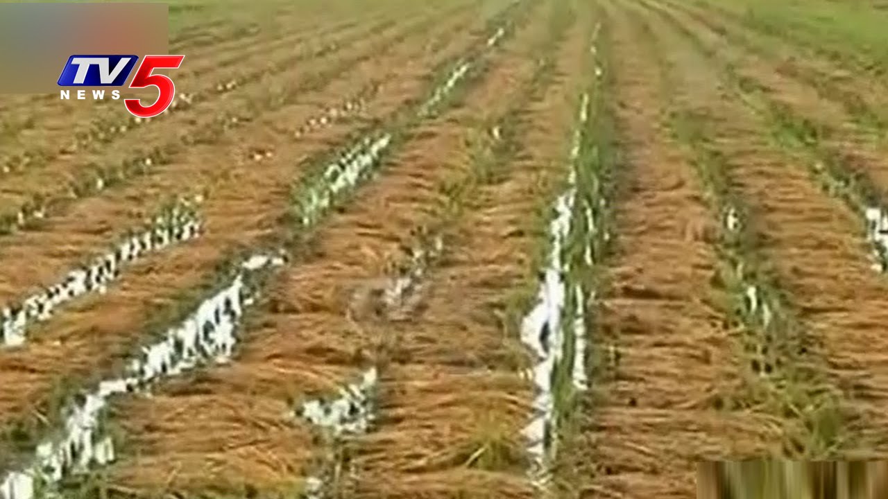 Farmers Gets Cheated With Fake Rice Seeds In Nellore | Annapurna | Telugu News | TV5 News