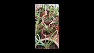 How To PROPAGATE ALOE VERA with 100% success.