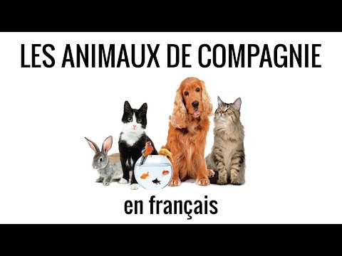 Les animaux de compagnie en français, fle – vocabulaire #8