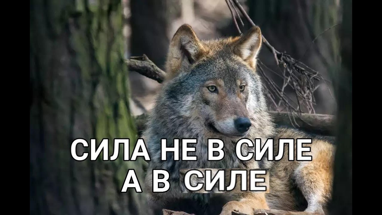 Картинки с ауф