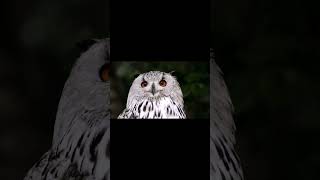 Silent Hunter of the Night!!#owl #wildlife #nature #animals #shorts #youtubeshorts