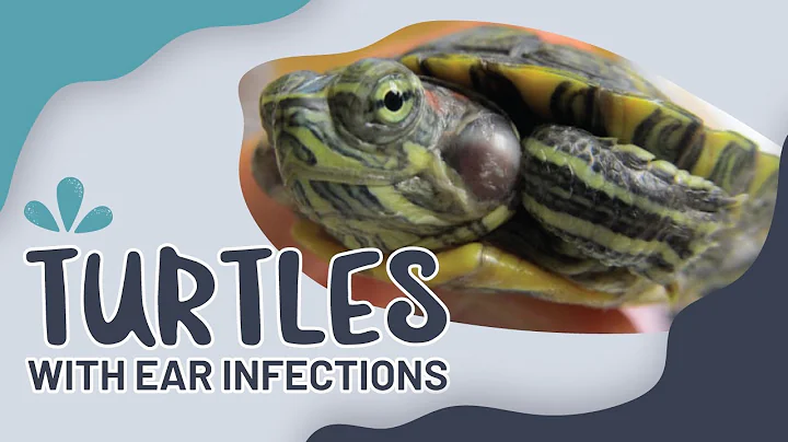 Vấn đề sức khỏe: Nhiễm trùng tai ở rùa