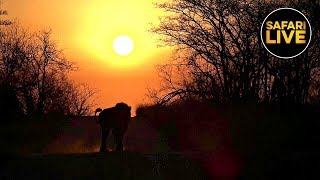 safariLIVE - Sunset Safari - September 02, 2019