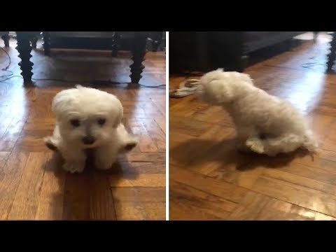 Hilarious Moment Dog Walks On Front Legs - Hilarious Moment Dog Walks On Front Legs