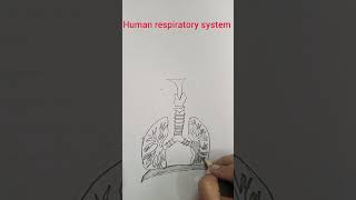 Human Respiratory System Diagram | Structure & Function ExplainedThis diagram
