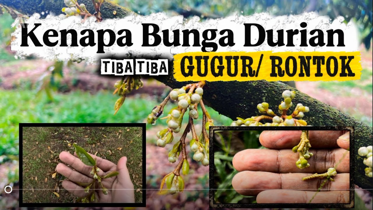 Bunga durian aku gugur pada fasa awal.. bagaimana ia berlaku. 