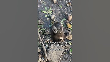 POV: You Trying To Juggle All Your Job Applications 😅 #funnyanimals #otter #jobsearch #shorts