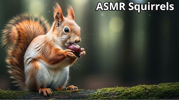 ASMR Animals | Relaxing Squirrels in the Forest – Crunching Nuts & Nature Sounds