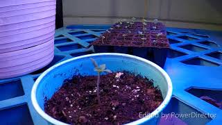 {INDOOR GROW} ||  White Ice /  Local || Week 1 Day 3