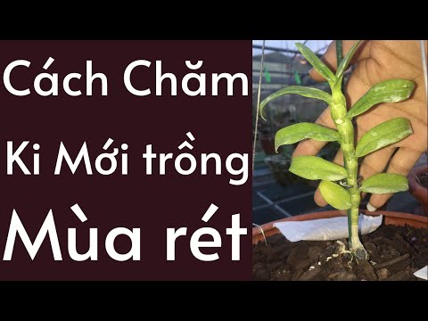 Cách Chăm Kie Lan Đột Biến Mới Trồng Mùa Rét 2021| Đức Hoa Lan | Foci