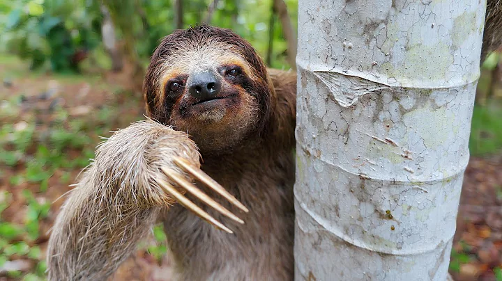 Sloth Facts: Surprising Facts And Mysteries About Sloths