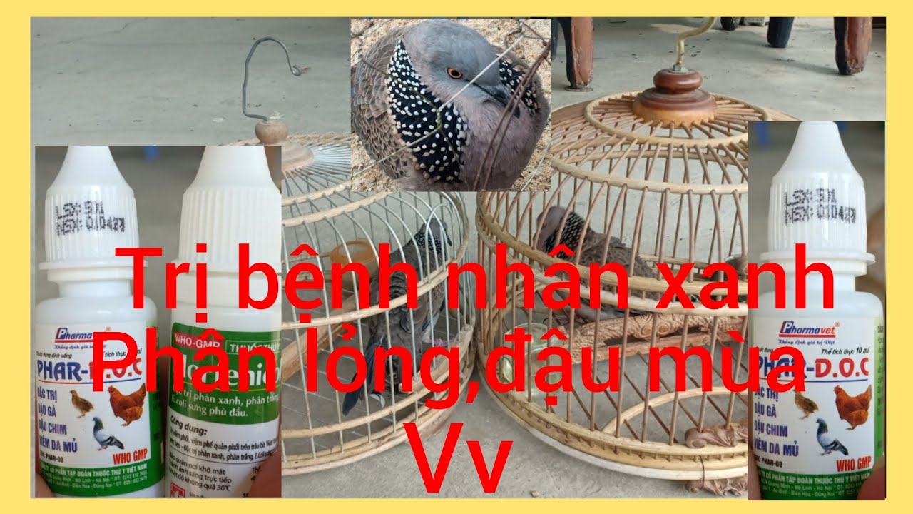 Thuốc trị bệnh, phân xanh, phân lỏng, phù đầu, trái, đậu mùa, viêm phổi tắt tiếng