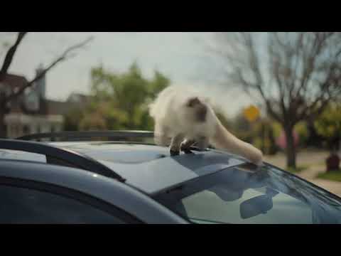 Subaru Dog Tested