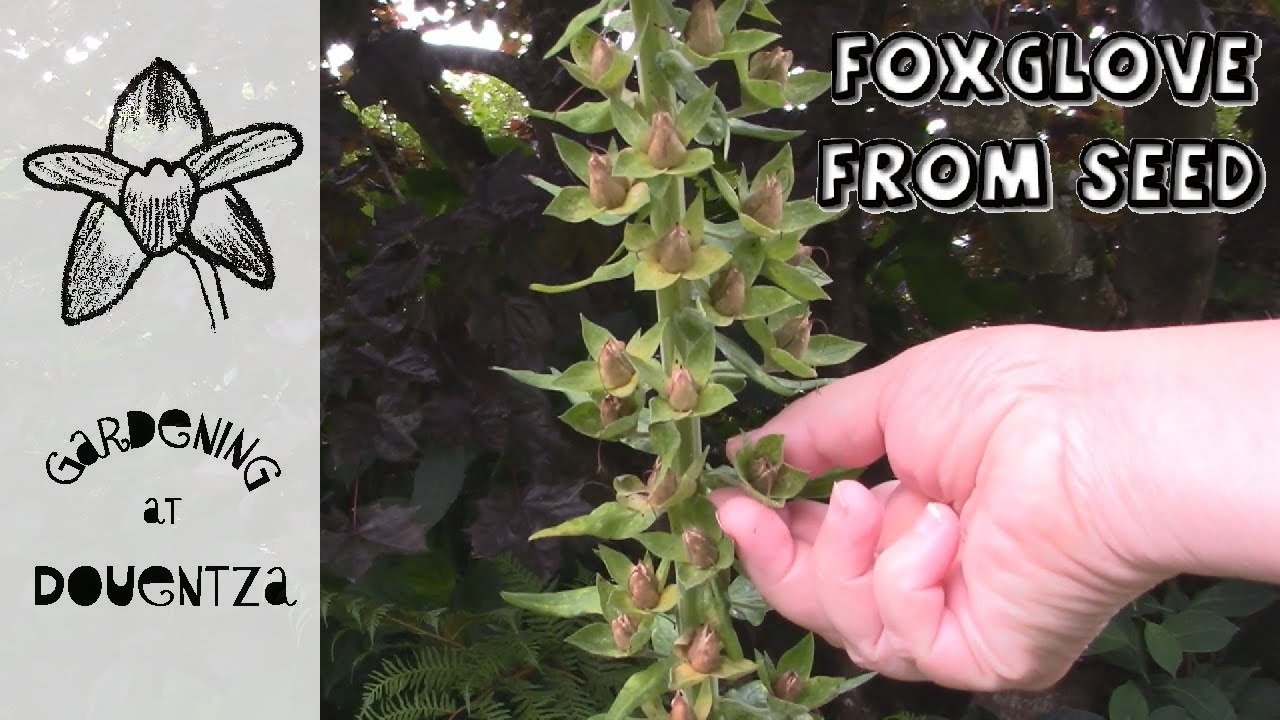 How to Collect Seed, Sow & Grow Foxgloves Quick & Easy Guide YouTube