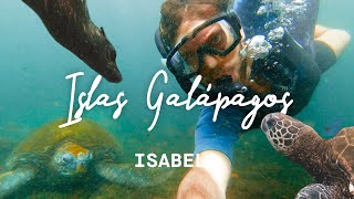 THE WONDERS OF EVOLUTION: GALAPAGOS (Isabela island) 4K | enriquealex