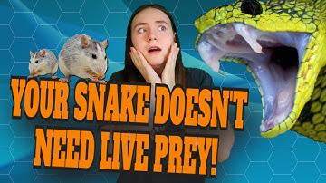 How To Make The Switch To FROZEN/THAWED! #snakefeeding