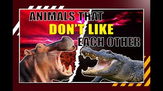 Top 10 Animals that Hate Each Other