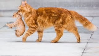 Cute Cat with her Mom outside the Home by Animal Planet ZONE 15 views 2 years ago 22 seconds