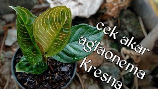 cek akar aglaonema Kresna dulu tanam tanpa akar