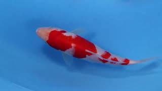 20220122 3 star Tosai Kohaku 18 cm Goriki nr129