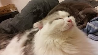 ３匹の布団占領猫　　1:08～1:38白モフの謎の瞑想タイム