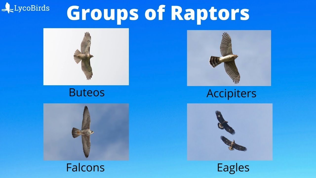 Harriers, hawks and falcons, oh my! How to identify birds of prey