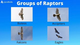 Buteo vs Accipiter vs... : How to Identify the Major Groups of Hawks and Raptors for Hawkwatching