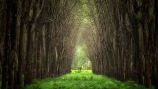 The Old Tree  • Relaxing Harp Music by Peder B.Helland