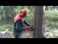 Trädfällning med precision  tree felling with precision