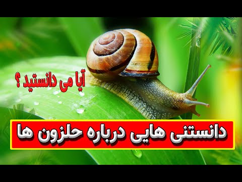 تصویری: آیا حلزون ها غذای دریایی هستند؟