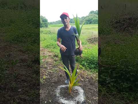 Video: Fertilizante para cocoteros - Cuándo y cómo fertilizar cocoteros