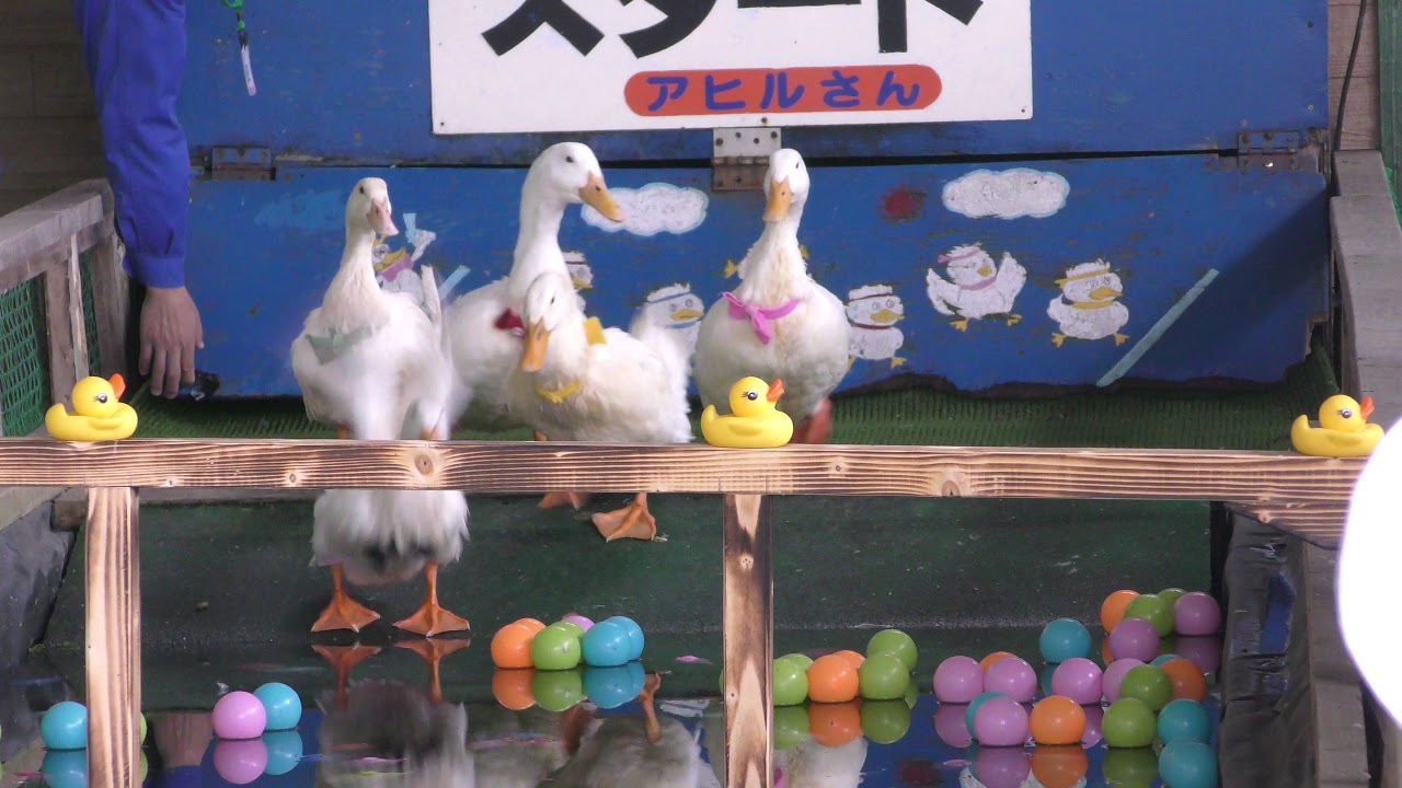 Domestic Duck (Noboribetsu Bear Park, Hokkaido, Japan) June 17